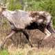 Known as “ghost moose,” this adult moose illustrates typical hair loss associated with high loads of winter ticks.